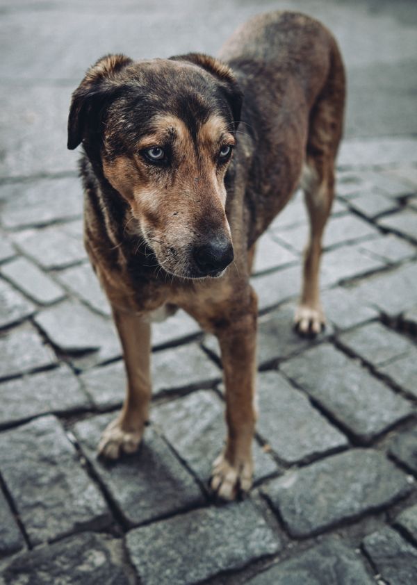 Cão vira-lata abandonado na rua
