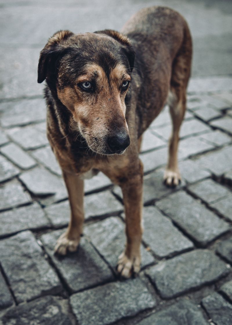 Cão de rua abandonado na calçada