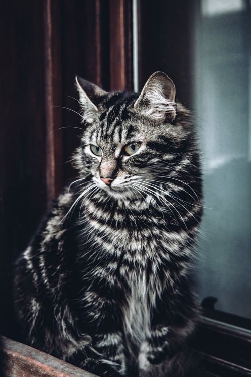 Free Elegant grey tabby cat by the window with a fluffy coat. Stock Photo