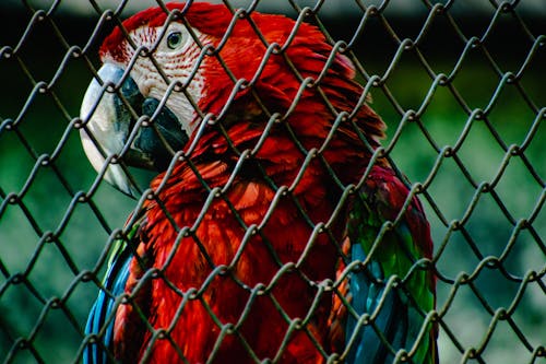 Close-up of a Macaw behind a Fence 