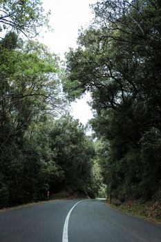 蜿蜒穿过茂密森林的道路景色迷人，非常适合热爱大自然和旅行的人们