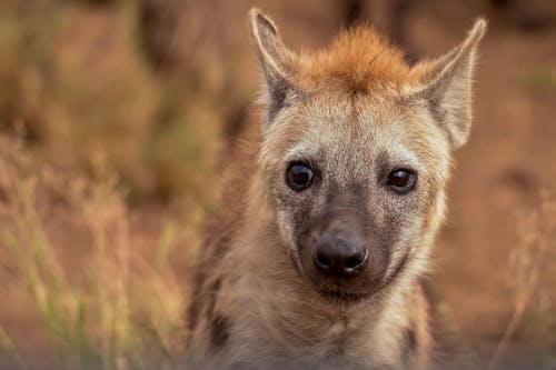 Selektive Fokusfotografie Der Hyäne