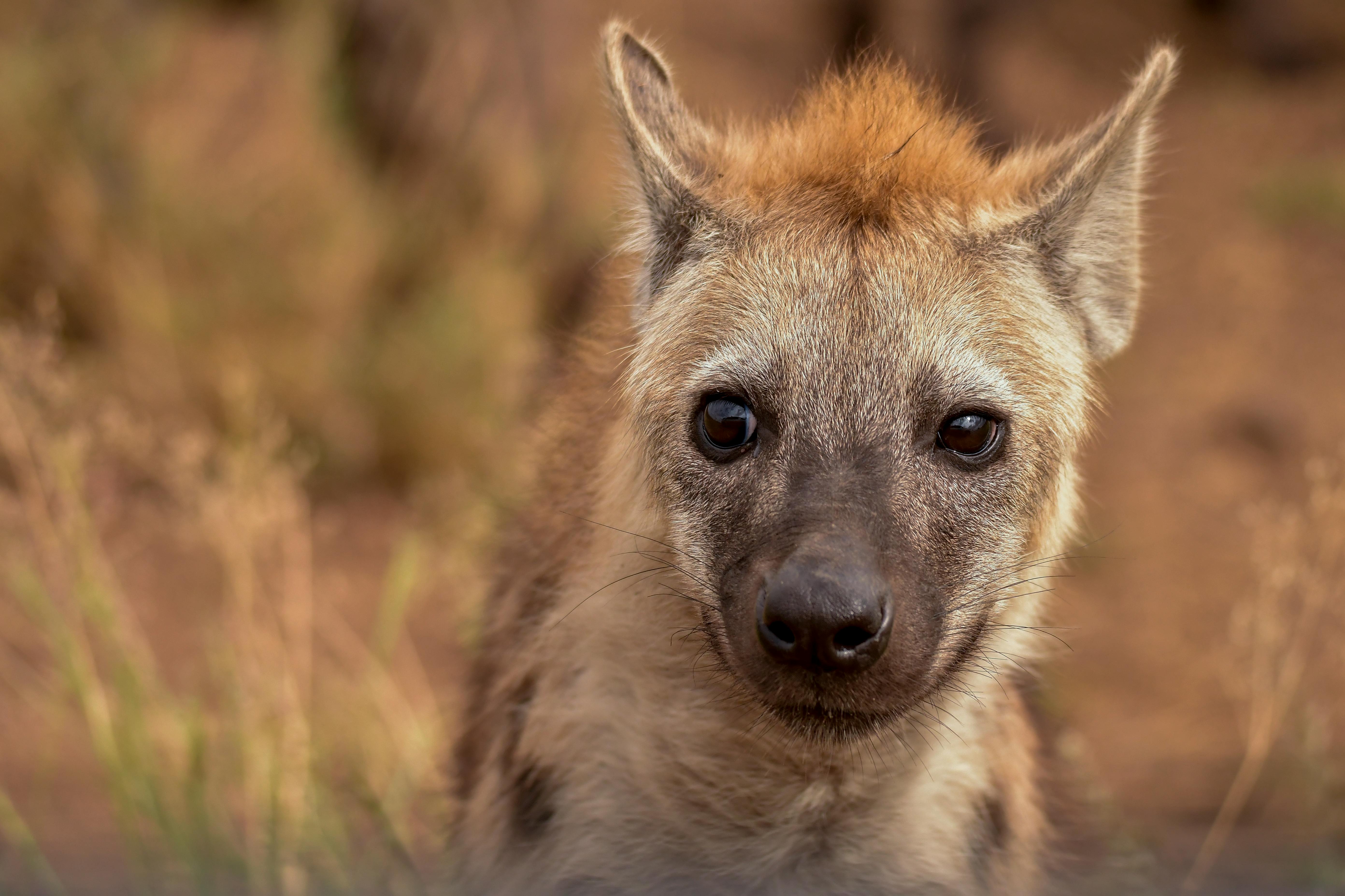 Selective Focus Photography of Hyena · Free Stock Photo