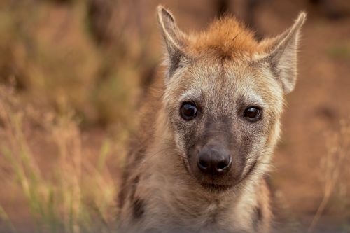 Free A detailed close-up of a young hyena in its natural habitat, showcasing its curious gaze. Stock Photo