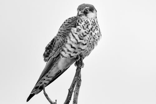 Grayscale Photography of Falcon Perching on Branch