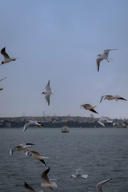 Flying seagulls over the Bosphorus with Istanbul skyline on an overcast day.