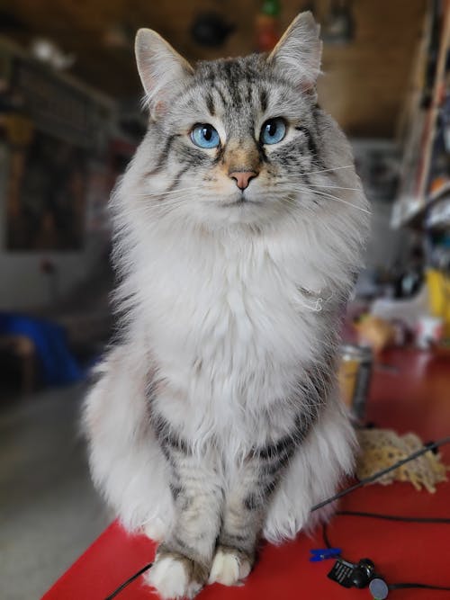 Kostenloses Stock Foto zu haustiere, katze, nahansicht