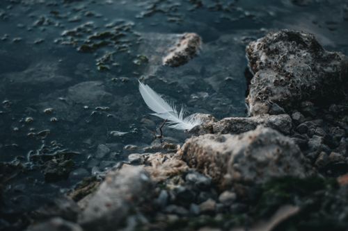 Free A serene image of a white feather resting on rocky shores in İzmir, Türkiye, creating a tranquil scene. Stock Photo
