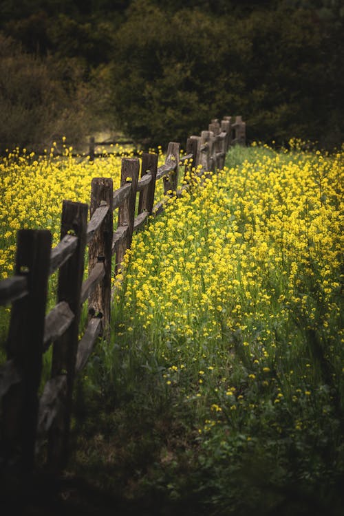 Yellow Flowers around Wooden Fence