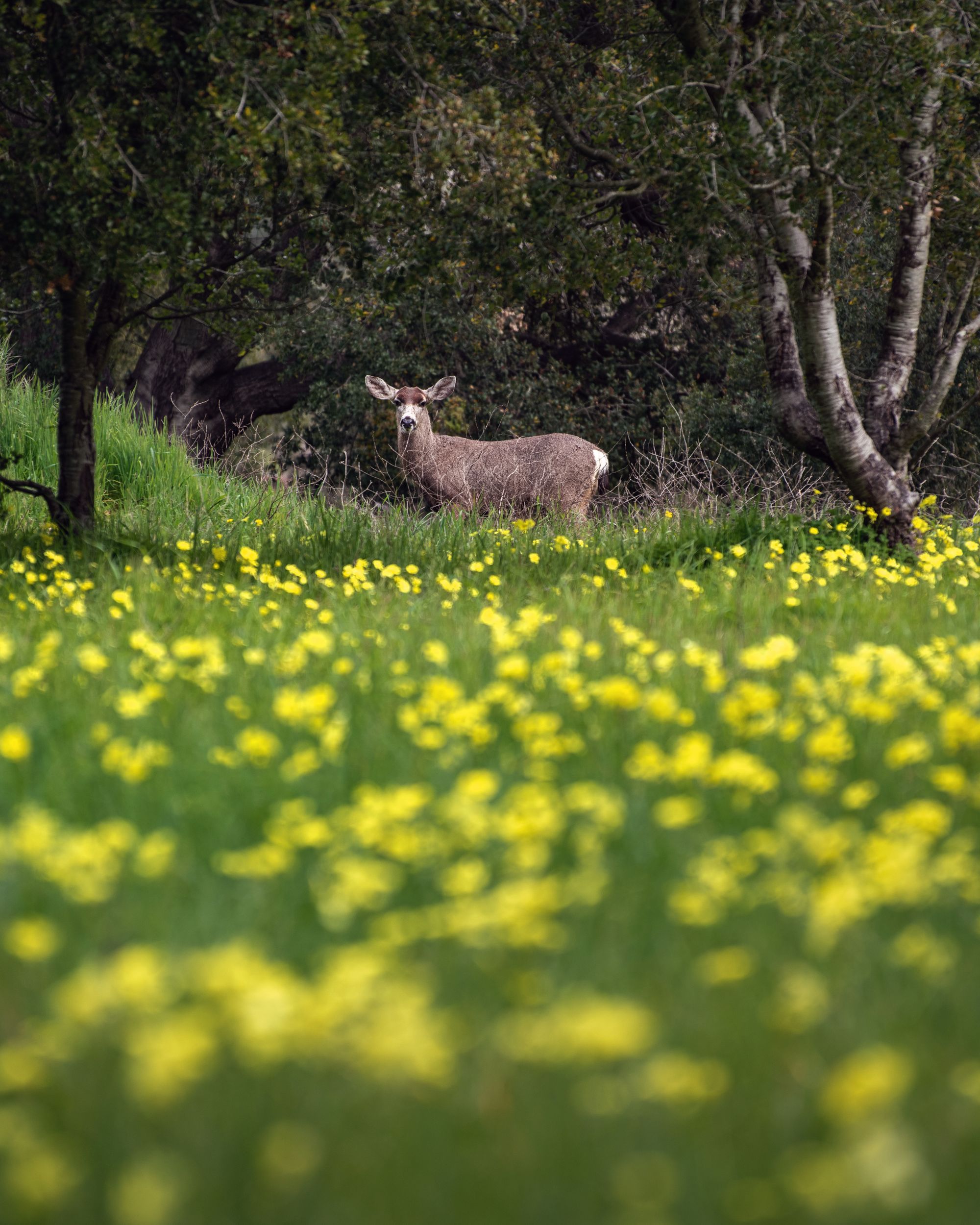 Wildfire Prevention Open Space: How $2M Protects San Mateo Neighborhoods