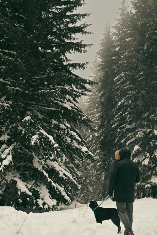 Free A man walks his dog along a snow-covered forest path during winter, surrounded by tall pine trees. Stock Photo