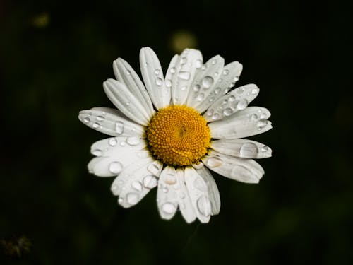 Daisy with Dew