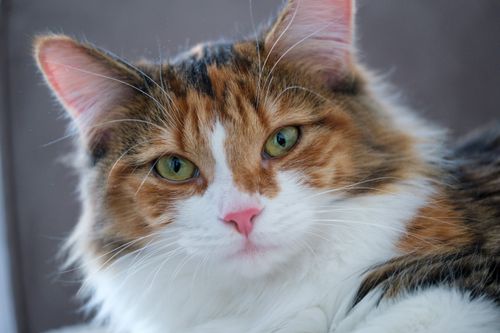 Free Beautiful close-up of a fluffy domestic cat with striking green eyes. Stock Photo