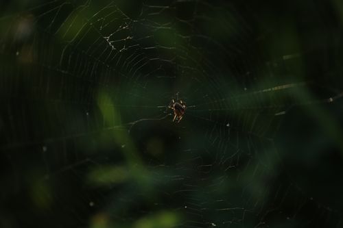 Free A detailed close-up shot of a spider sitting on its web in a natural setting. Stock Photo