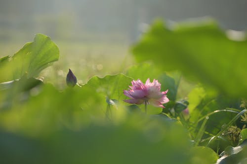 Blooming Lotus among Lush Foliage