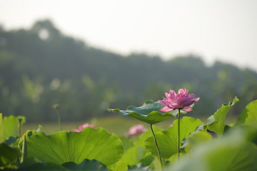 Blooming Pink Lotus