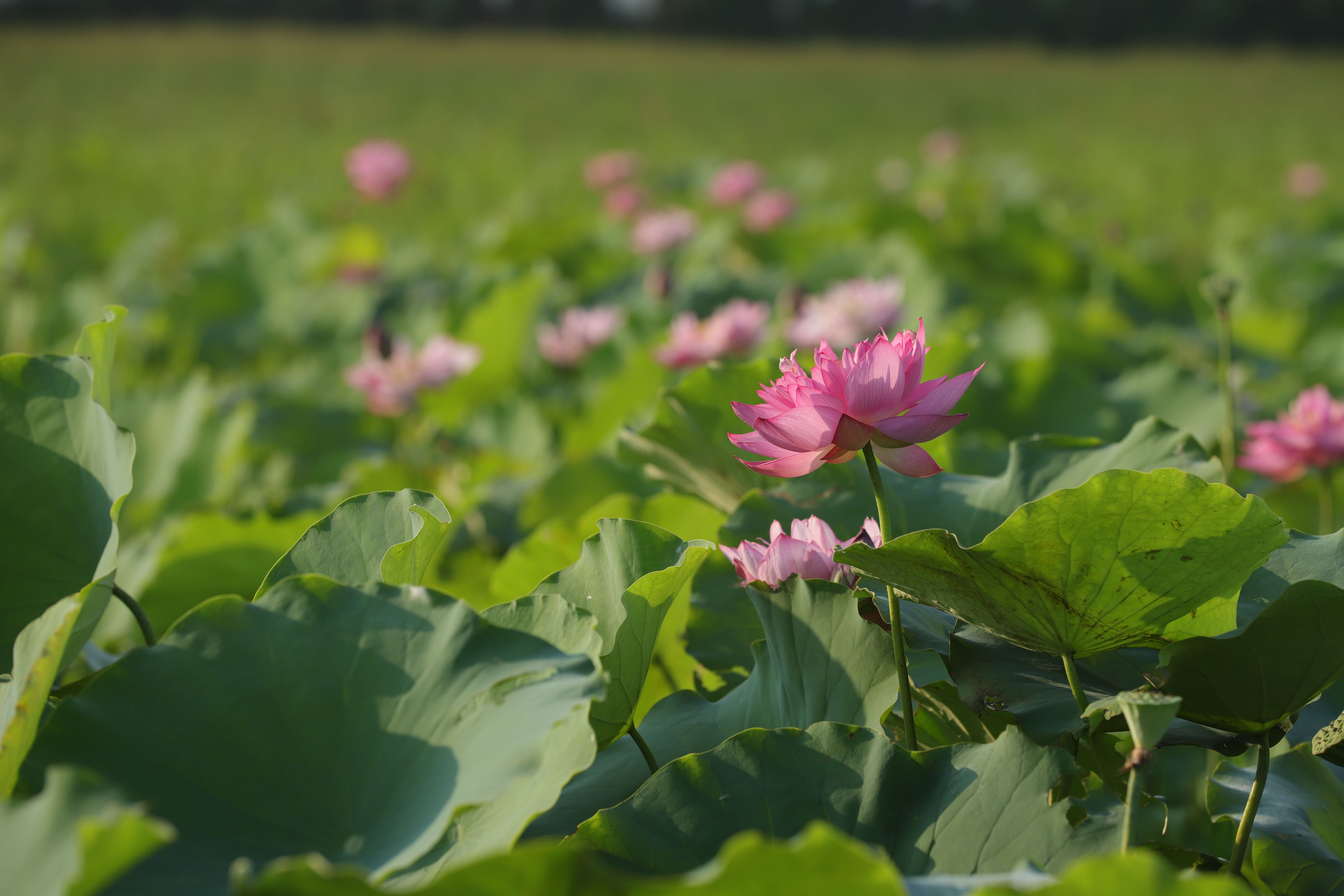 Candidasa Lotus Lagoon