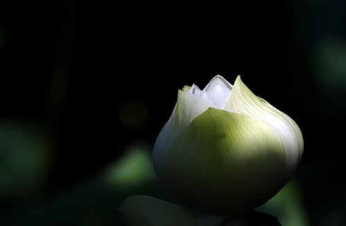 Fotobanka s bezplatnými fotkami na tému botanika, kvet, pučiace