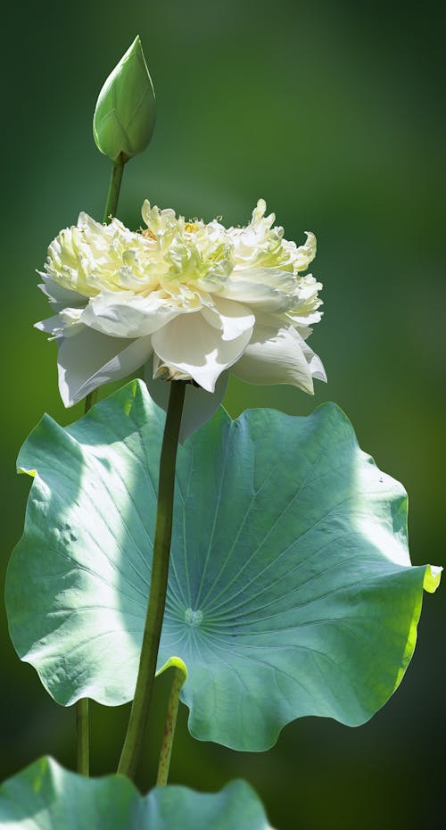 Kostenloses Stock Foto zu 'indian lotus', blatt, blume