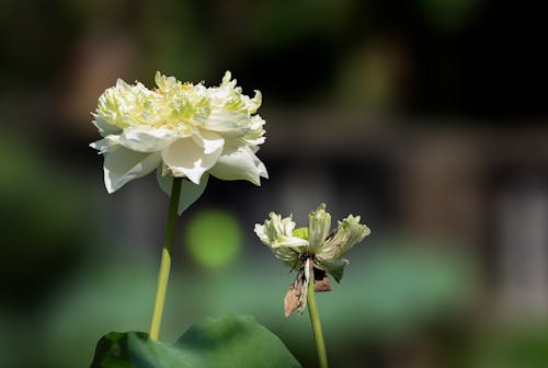 Kostenloses Stock Foto zu blumen, botanik, grazil