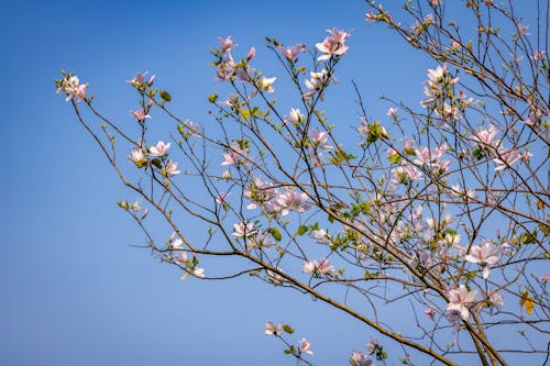 Fotos de stock gratuitas de árbol, cielo limpio, flor
