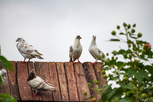 Fotos de stock gratuitas de aves, azotea, fauna