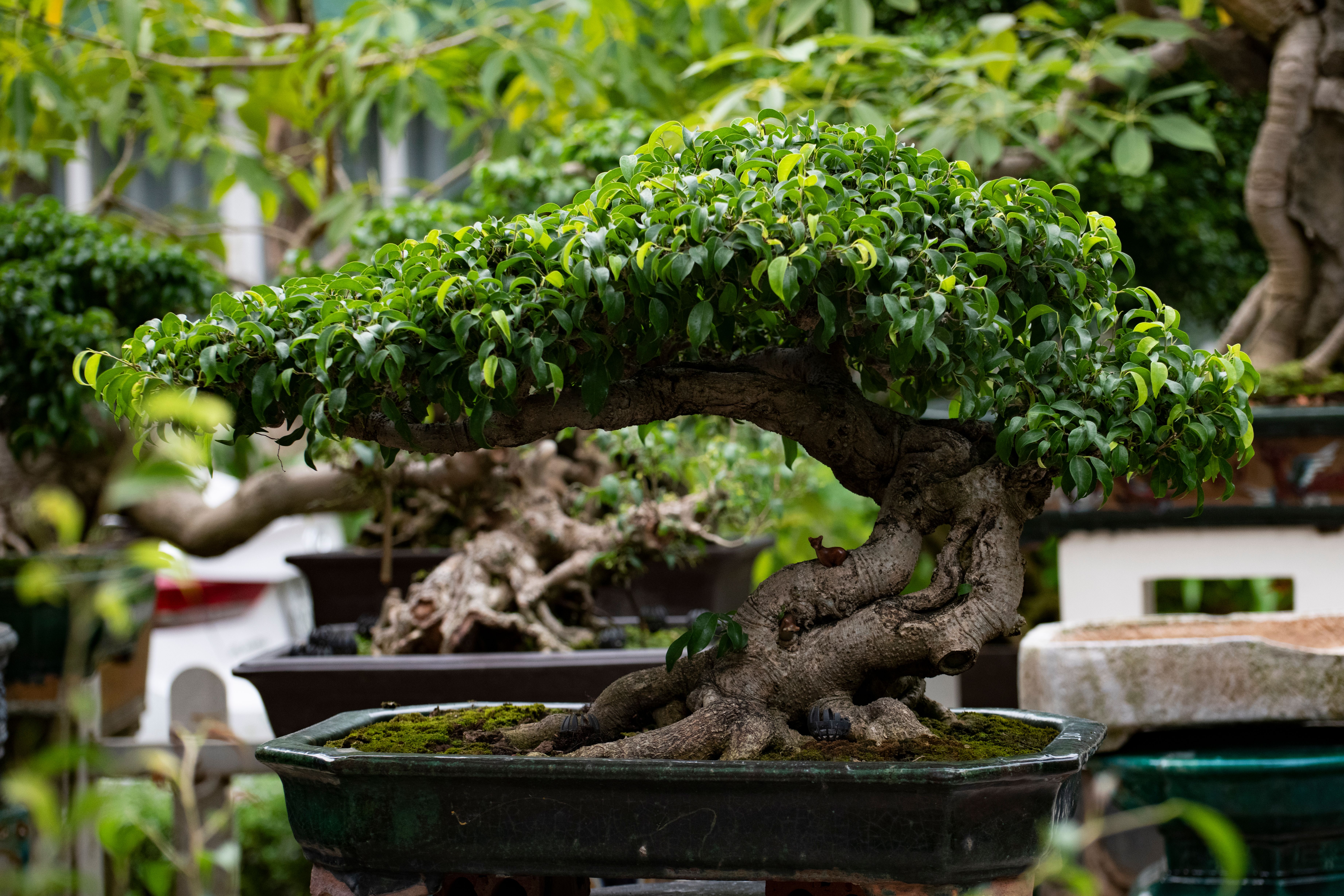 Close up of a Bonsai Tree in a Garden  Free Stock Photo