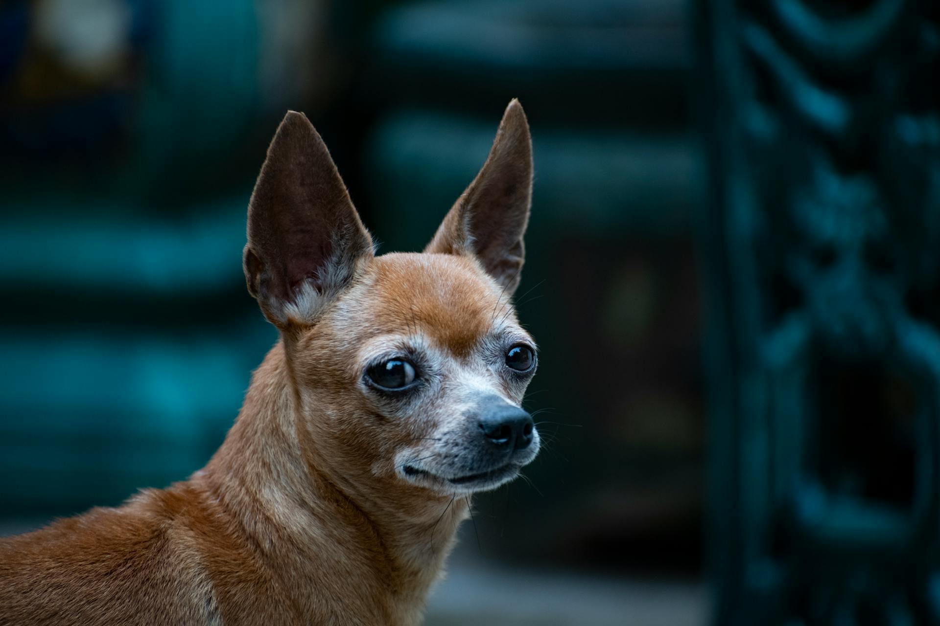 Portrait of Chihuahua