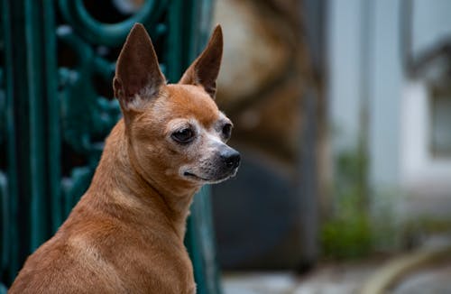 Free Close-up of a sitting Chihuahua dog outdoors with soft background blur. Stock Photo