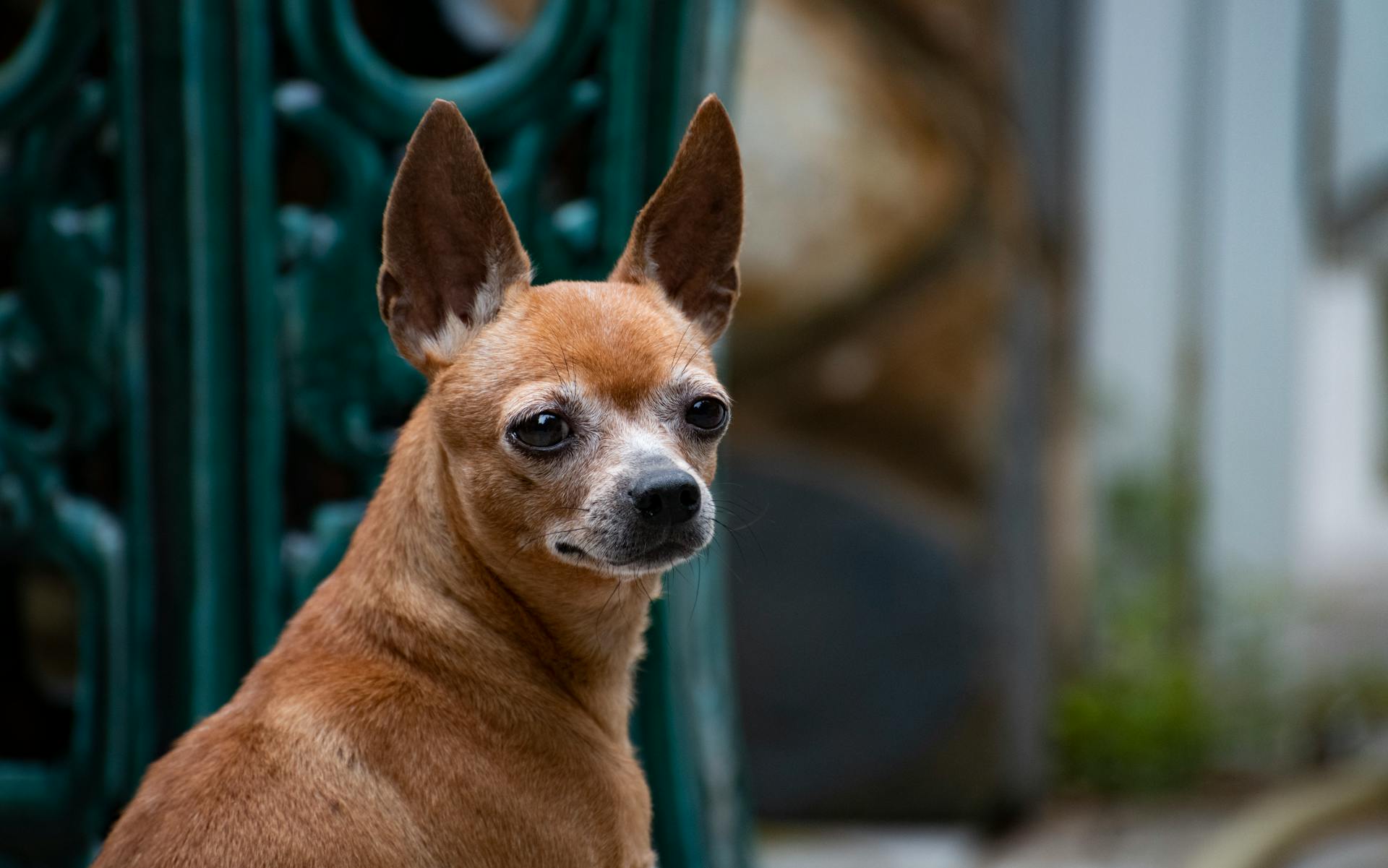 Portrait of Chihuahua Dog