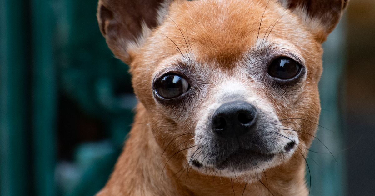 Chiww Chihuahua in Close Up · Free Stock Photo