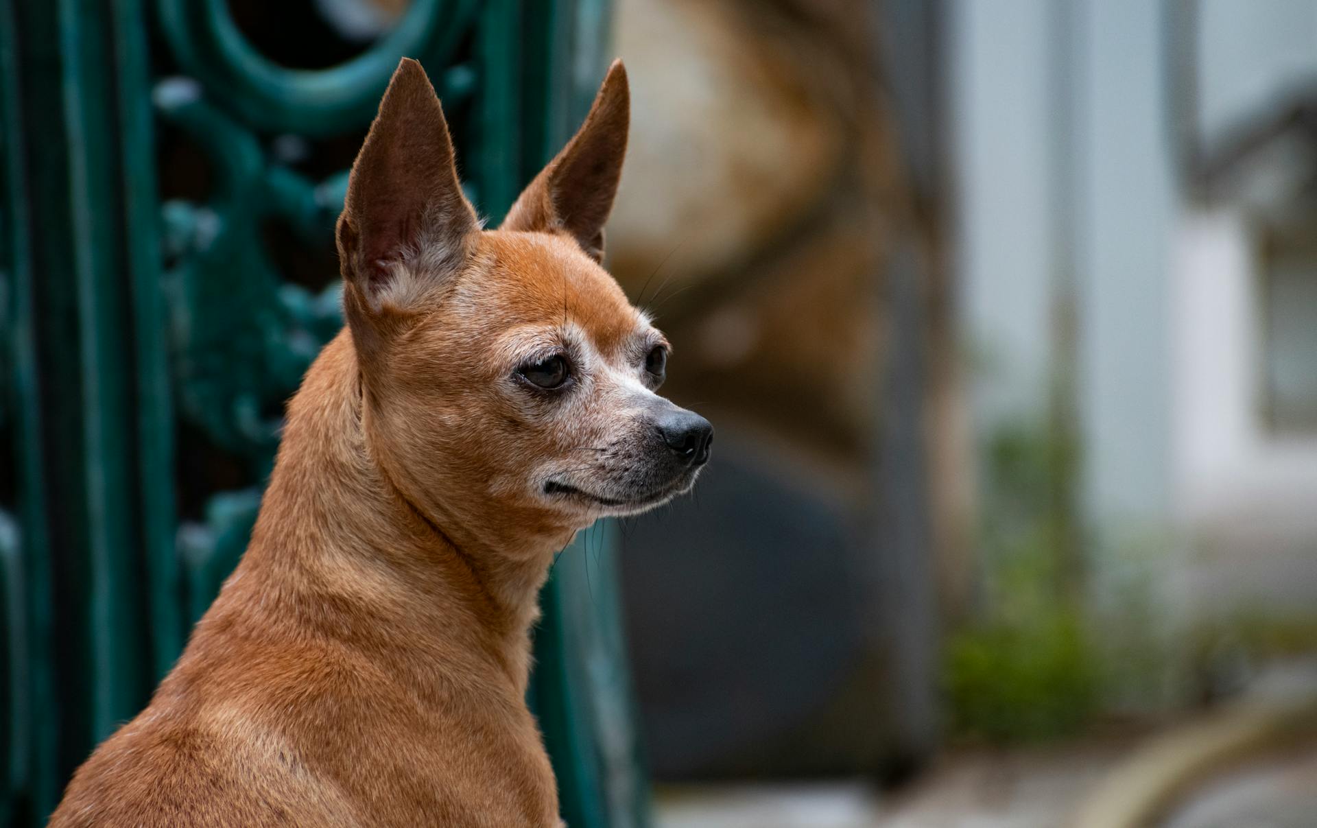 Chihuahuahund i närbild