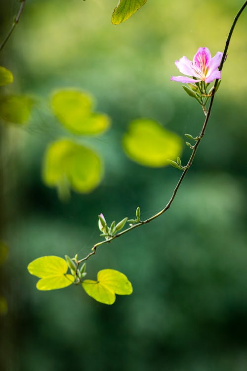 Foto stok gratis botani, bunga, cabang