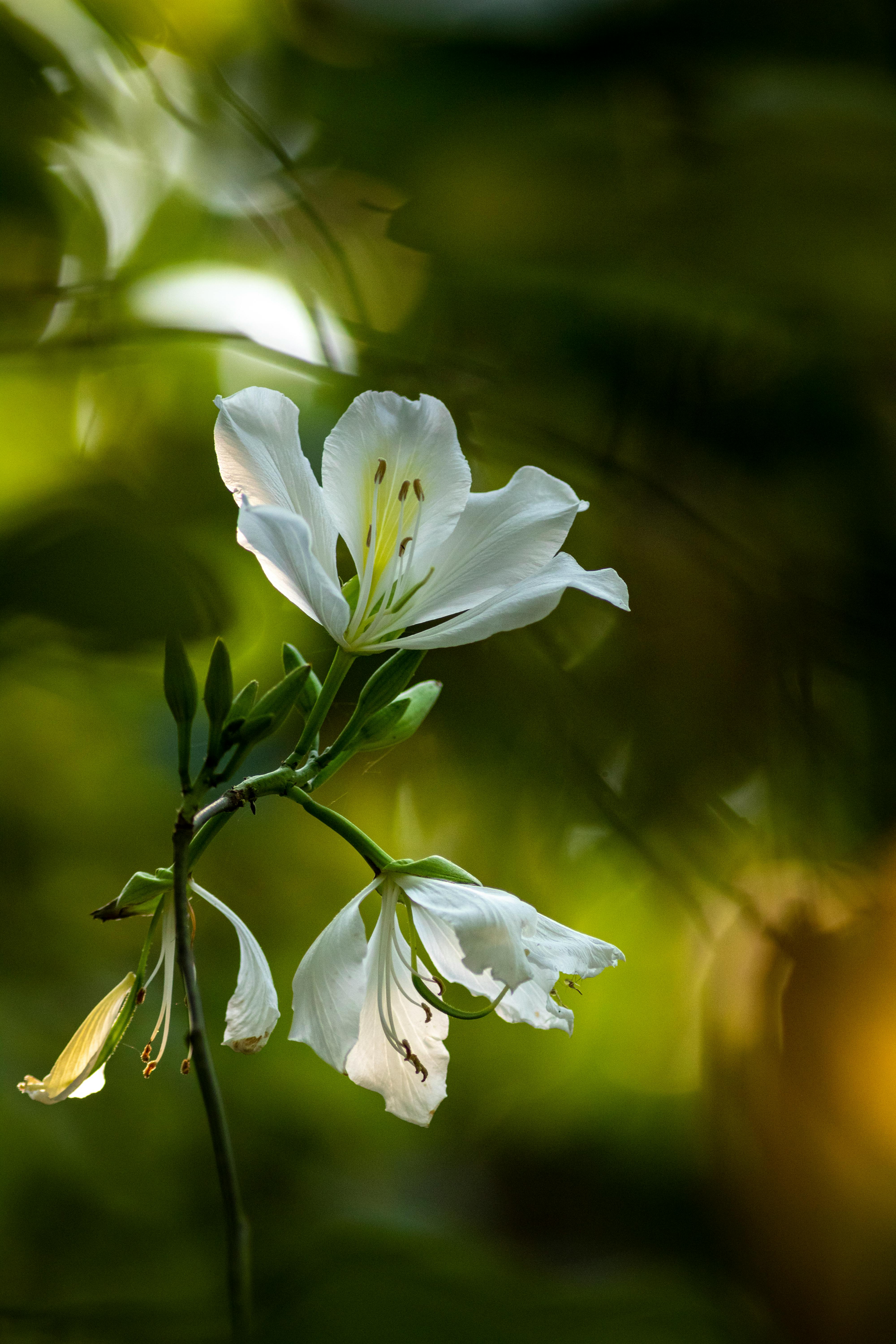 A delicate white Easter lily in full bloom against a soft green background, showcasing its beauty.