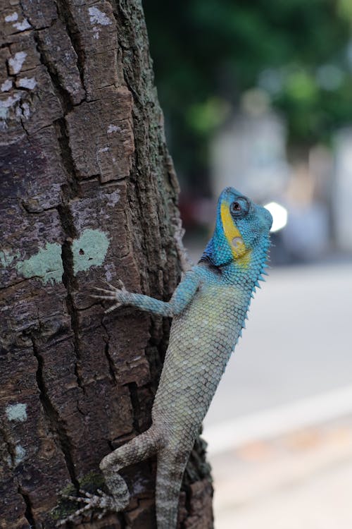 Foto stok gratis binatang, bunglon, kadal jambul biru