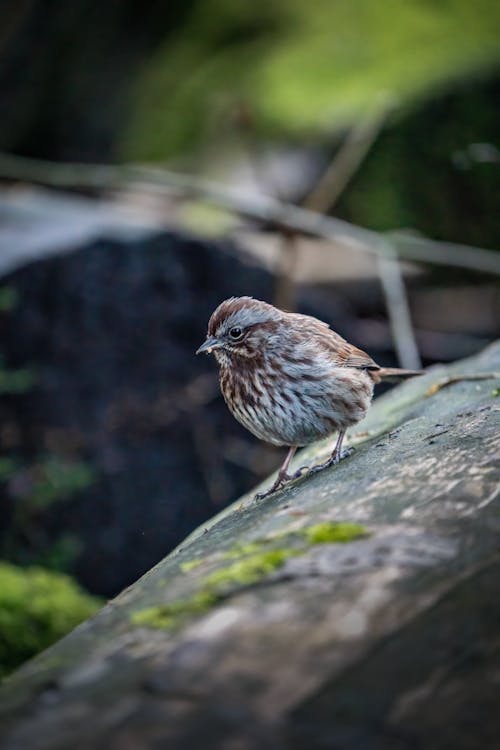 Photos gratuites de animal, fermer, fond d'écran mobile