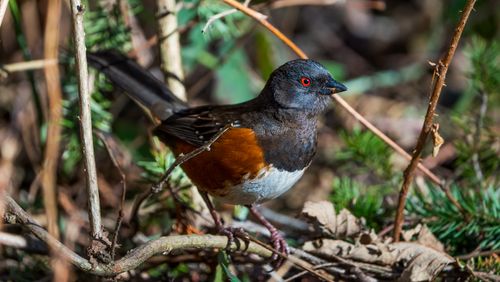 Free Vivid close-up of a Spotted Towhee (Pipilo maculatus) perched among foliage. Stock Photo