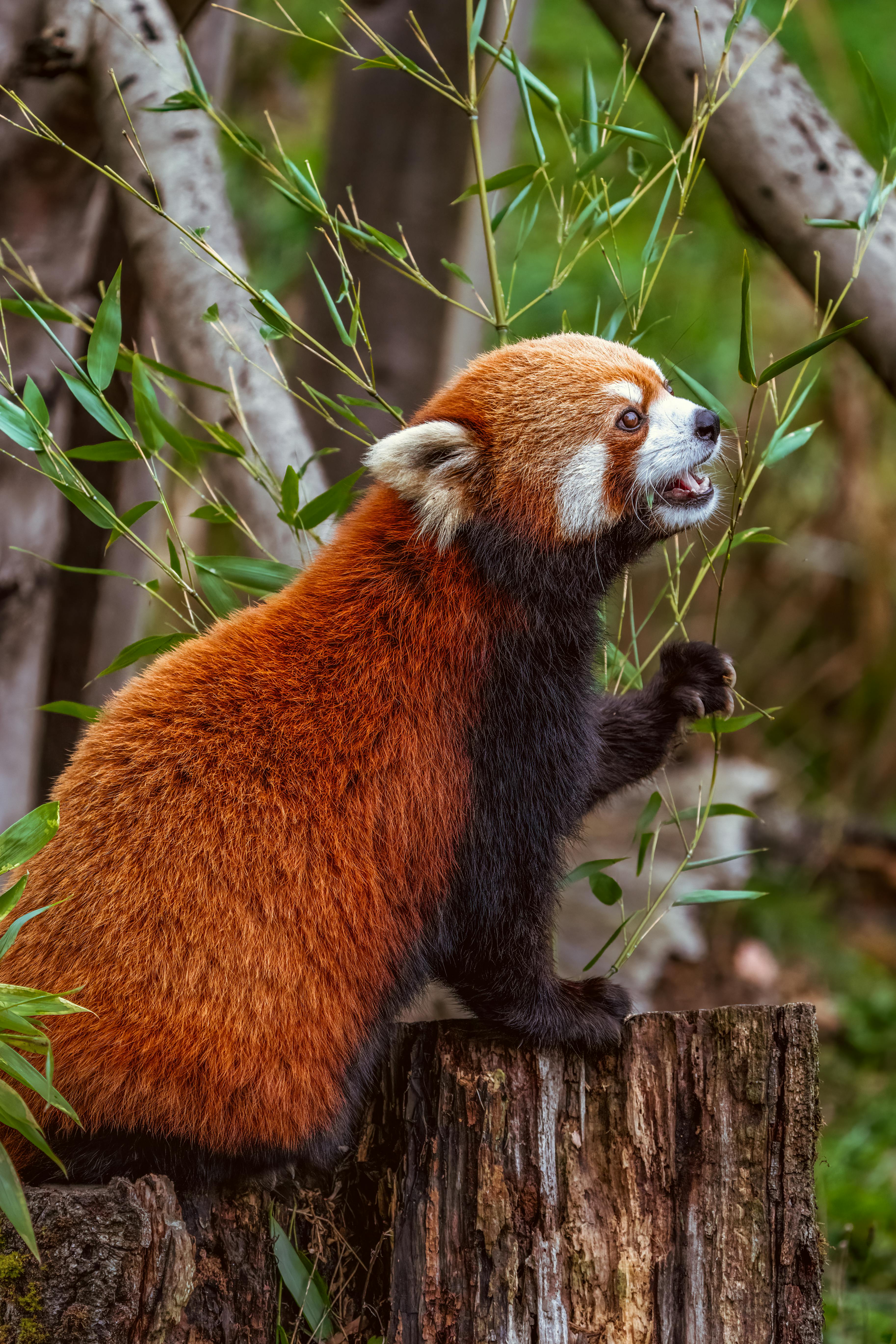 Red panda animal cute HD phone wallpaper  Peakpx