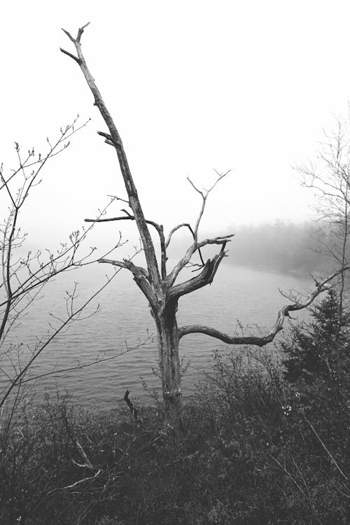 Withered Tree on Lakeshore 