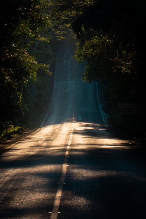 Foto profissional grátis de colina, estrada, floresta