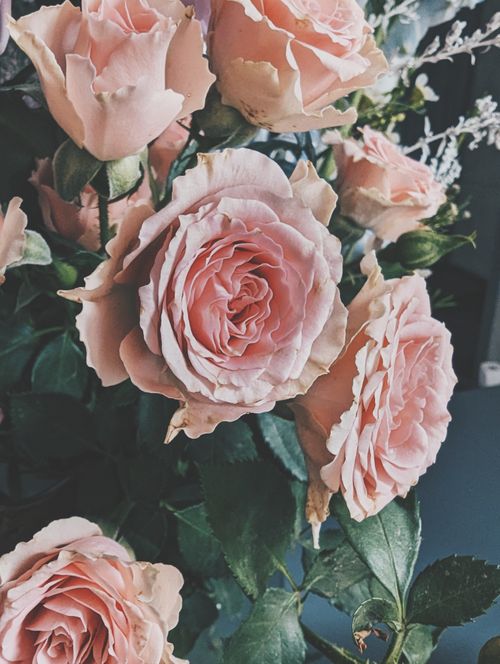 Free Stunning close-up of pink roses blooming in a garden, showcasing natural beauty. Stock Photo