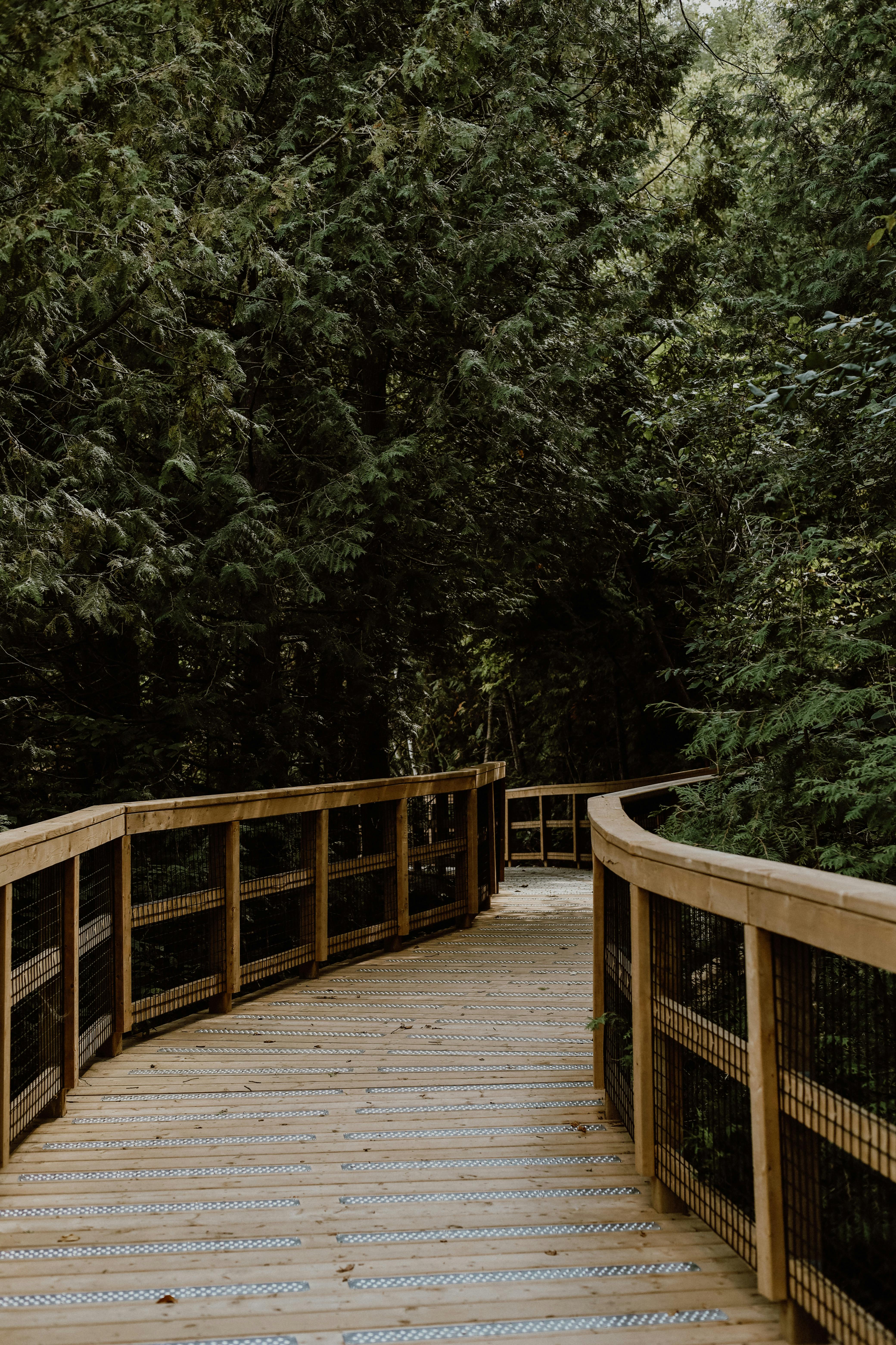 a wooden walkway in the woods with trees