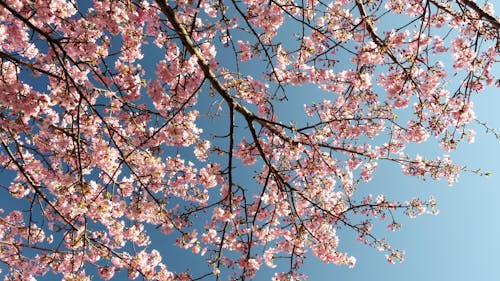 Foto profissional grátis de árvore, cerejeira, céu azul