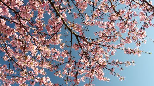Free Cherry blossom branches against a vibrant blue sky, symbolizing spring's bloom. Stock Photo