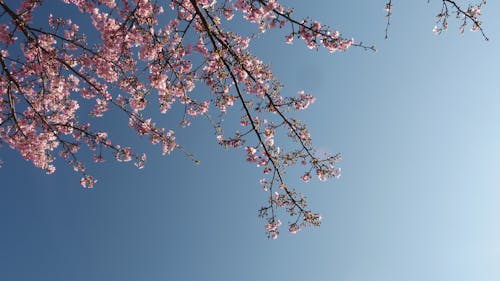 Безкоштовне стокове фото на тему «блакитне небо, весна, вишневий цвіт»
