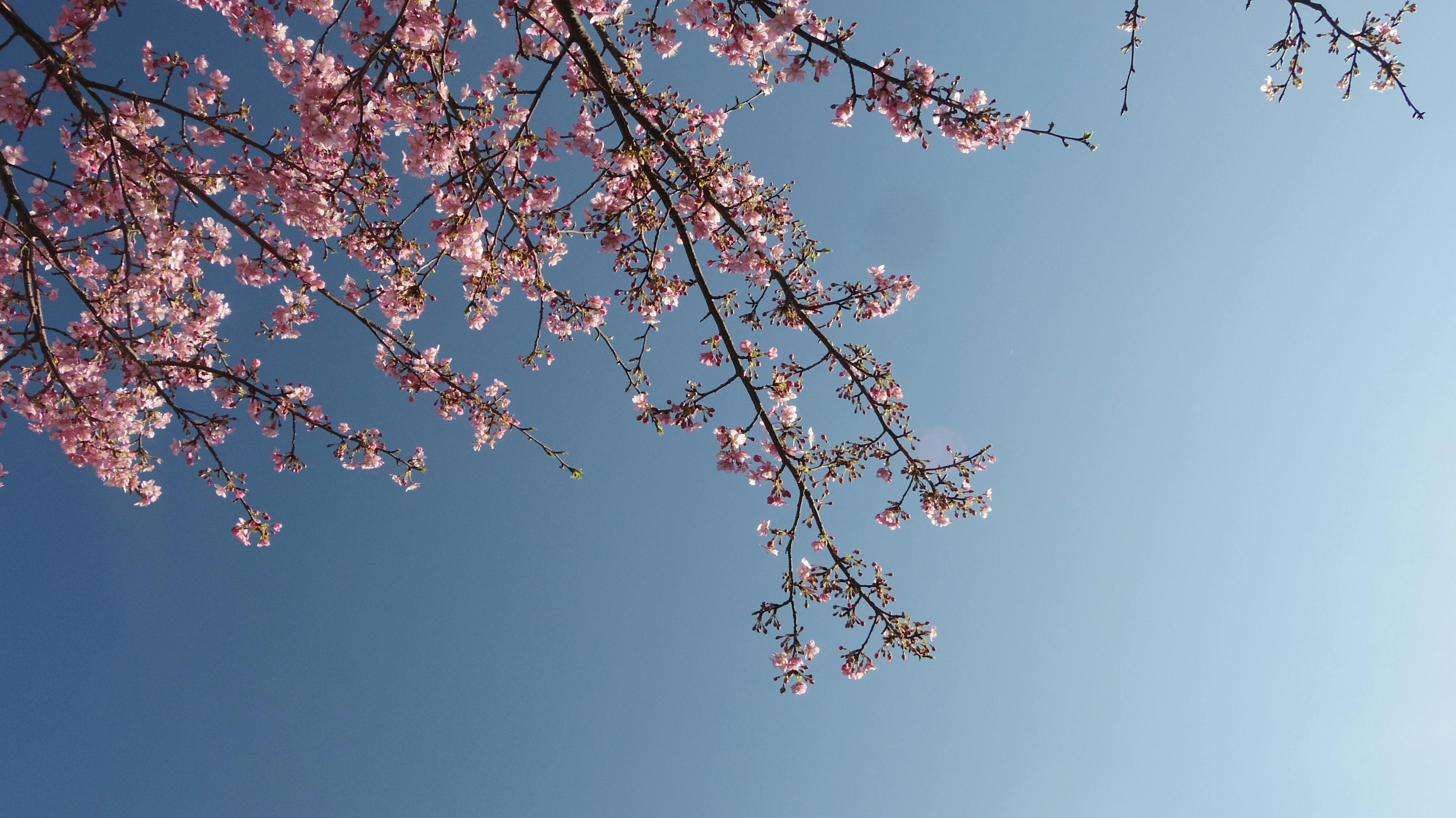 Pink Cherry Blossom Tree Under Blue Sky · Free Stock Photo