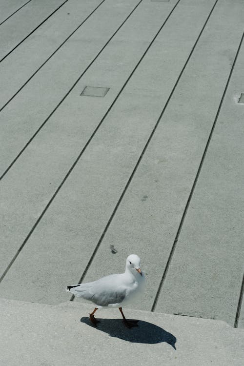 A Seagull Walking on a Pier 