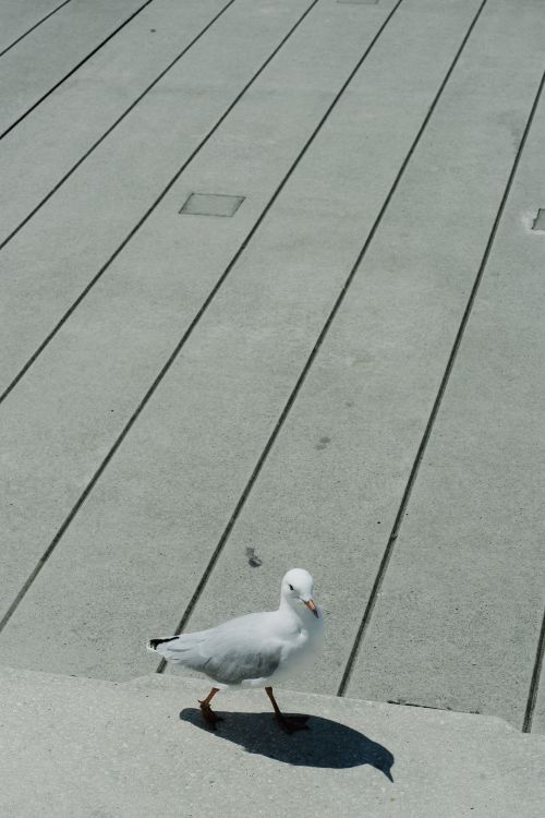 Free A seagull walks on a sunlit boardwalk in Sydney, capturing a serene moment in nature. Stock Photo