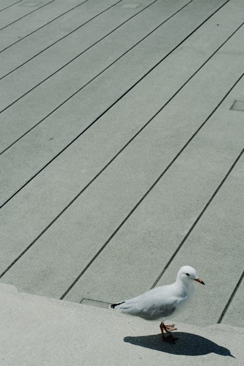A Seagull Walking on a Pier 