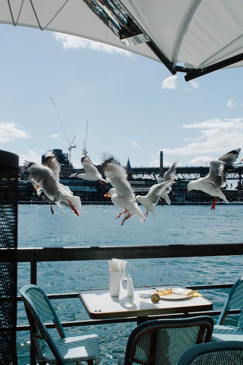 Seagulls Flying over a Cafe Table near the Harbor 